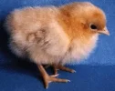 chick.webp