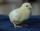 chick32small.webp