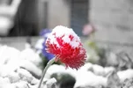 Flower_snow.webp