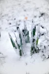 Plant_snow.webp