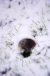 Cup_snow.webp