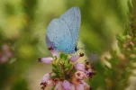 Butterfly feeding.webp