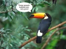 Toco Toucan.webp