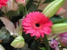 Resized Gerbera.webp