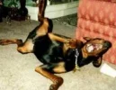 Dog Laughing.webp