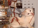 Cat Computer.webp