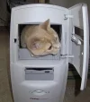 cat_in_computer.webp