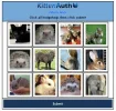 kittenauth.webp