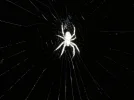 spider.webp