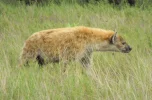 SpottedHyena2B.webp