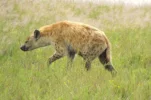 SpottedHyenaB.webp