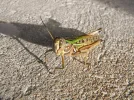 Grasshopper2A.webp