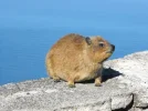 Dassie.webp