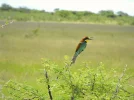 Bee-eater2A.webp