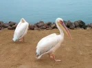 Pelicans2A.webp