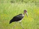 MarabouStork1A.webp