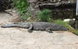 Crocodile.webp