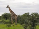 GiraffeA.webp