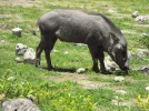 Warthog.webp