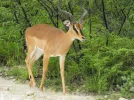 Impala5Z.webp