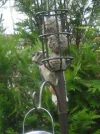 Woodpecker on fatballs 003.webp