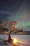 aurora picaurora.webp