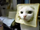 puss in bread.webp