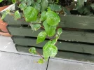 plant004.webp