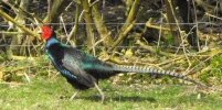 BlackPheasant3A.webp