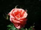 Rose.webp